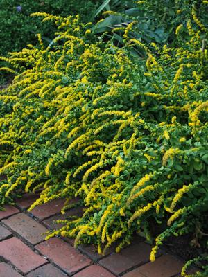 Dwarf Goldenrod (Solidago sphacelata 'Golden Fleece')