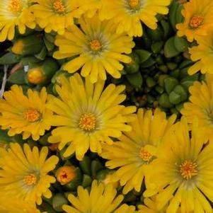 Delosperma congestum 'Gold Nugget' (Ice Plant), yellow flowers