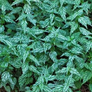 Yellow Archangel (Lamiastrum galeobdolon 'Herman's Pride')