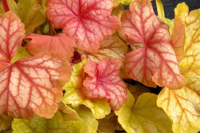 Heuchera x 'Champagne' (Coral Bells)