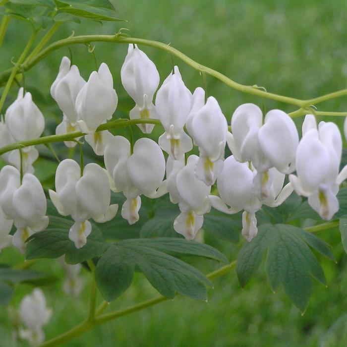 Dicentra spectabilis 'Alba' (Old Fashioned Bleeding Heart)