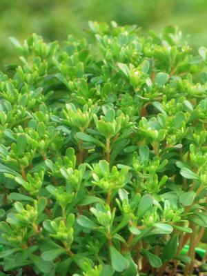 Sedum makinoi 'Salsa Verde' (Stonecrop)