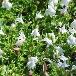 Creeping White Mazus (Mazus reptans 'Albus'), white flowers