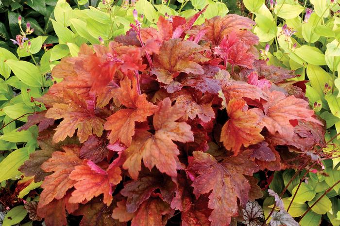 Heucherella 'Sweet Tea' (Foamy Bells)