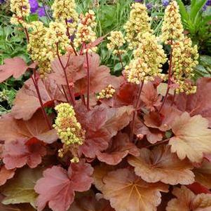 Heuchera x 'Blondie' (Coral Bells)