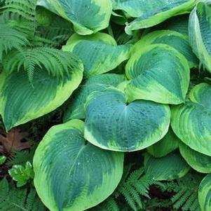 Hosta sieboldiana 'Frances Williams' (Plantain Lily)