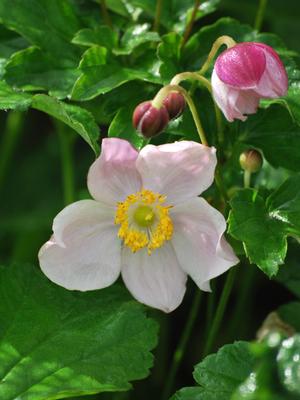 Anemone x hybrida 'September Charm' (Windflower) perennial