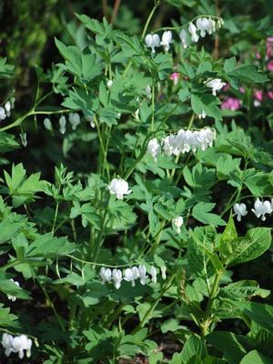 Dicentra spectabilis 'Alba' (Old Fashioned Bleeding Heart)