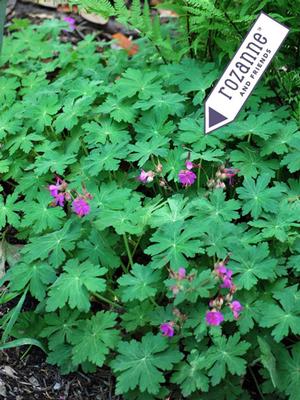 Geranium macrorrhizum 'Bevan's Variety' (Bigroot Geranium)