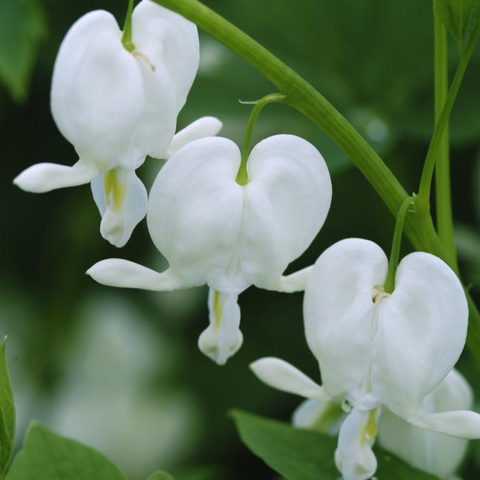 Dicentra spectabilis 'Alba' (Old Fashioned Bleeding Heart)