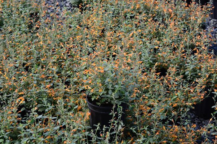 Agastache aurantiaca 'Tango' (Hummingbird Mint) perennial