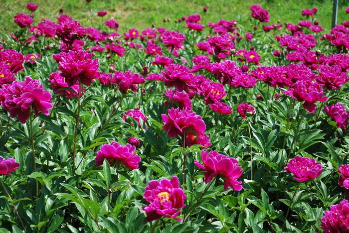 Paeonia lactiflora 'Victoire de la Marne' (Garden Peony)