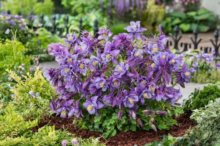 Aquilegia Earlybird™Purple Blue (Columbine) perennial, purple flowers