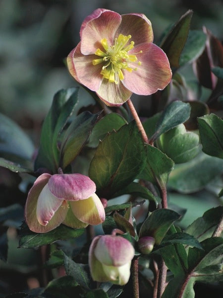 Helleborus x ballardiae HGC 'Pink Frost' (Helleborus Gold Collection® Lenten Rose)