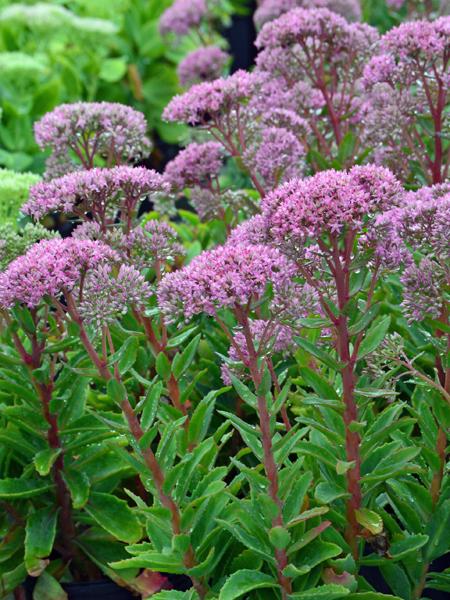 Sedum x 'Abbeydore' (Autumn Stonecrop)