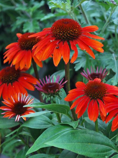 Echinacea Sombrero® Sangrita (Coneflower), red flower