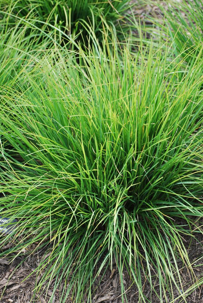 Autumn Moor Grass (Seslaria autumnalis), green grass