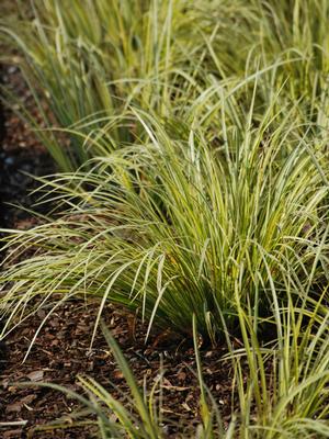 Variegated Sweet Flag (Acorus gramineus 'Variegatus')