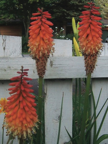 Red Hot Poker (Kniphofia uvaria 'Flamenco')