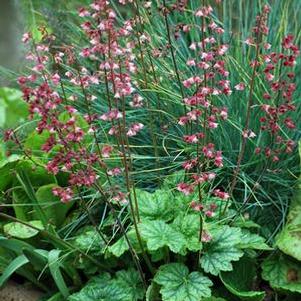 Heuchera x villosa 'Berry Timeless' (Coral Bells)