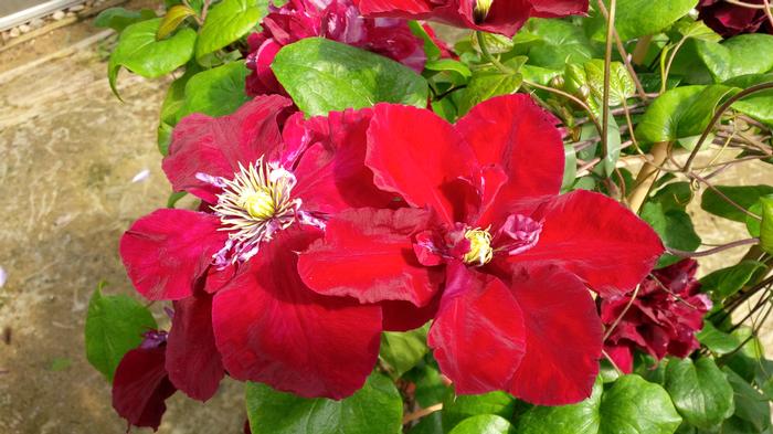 Clematis Charmaine ™Regal® (Clematis Hybrid), red flowers