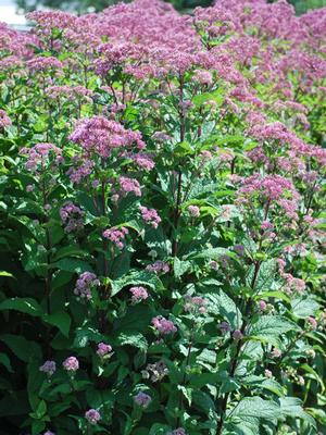 Eupatorium dubium 'Little Joe' (Dwarf Joe Pye Weed)