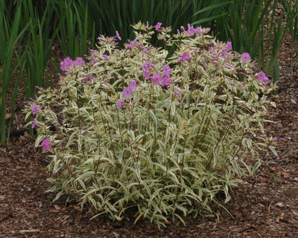 Smooth Phlox (Phlox glaberrima 'Triple Play')