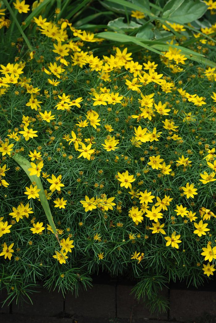 Coreopsis verticillata 'Zagreb' (Tickseed), yellow flowers