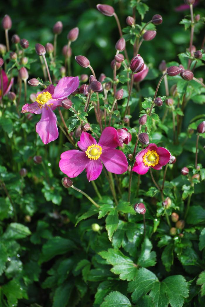 Anemone x hybrida Fantasy™'Red Riding Hood' (Windflower)