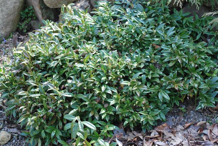 Sweet box (Sarcoccoca hookeriana var. humilis 'Fragrant Valley'™)