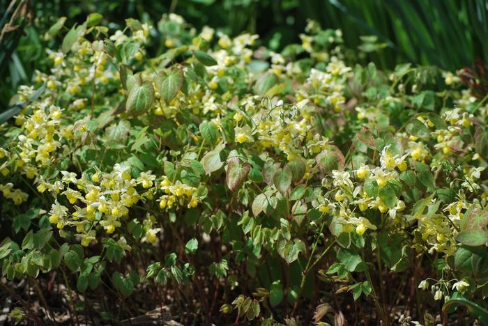 Epimedium versicolor 'Sulphureum' (Barrenwort)