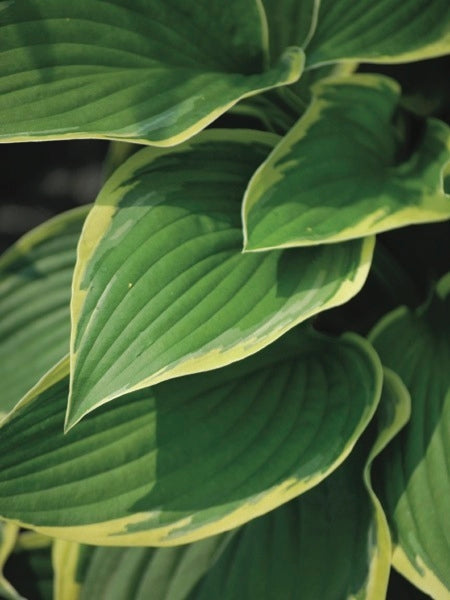 Hosta fortunei 'Aureomarginata' (Plantain Lily)