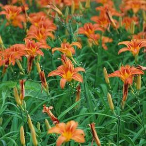 Hemerocallis fulva (Daylily)