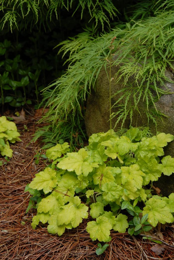 Heuchera x villosa 'Citronelle' (Coral Bells)