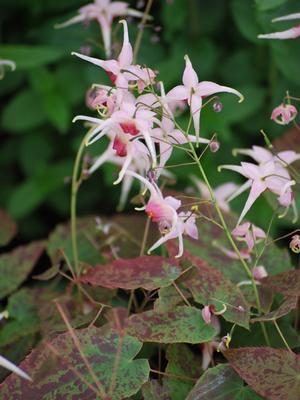 Epimedium 'Pink Champagne' (Barrenwort)