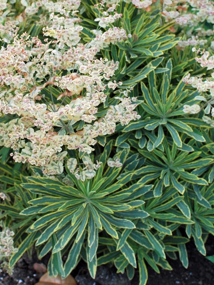 Spurge (Euphorbia x martinii 'Ascot Rainbow')