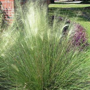 Muhly Grass (Muhlenbergia capillaris 'White Cloud')