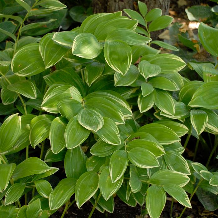 Variegated Solomon's Seal (Polygonatum odoratum 'Variegatum')