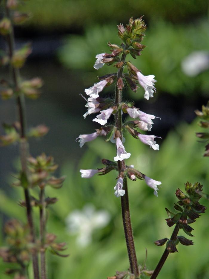 Salvia lyrata 'Purple Knockout' (Sage)