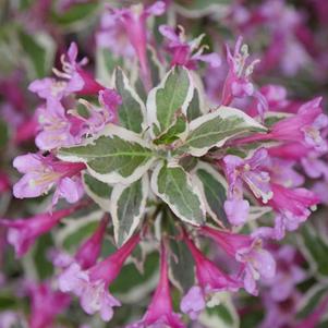 Weigela f. My Monet Purple Effect® (Weigela)