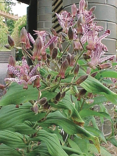 Tricyrtis x 'Sinonome' (Toad Lily)