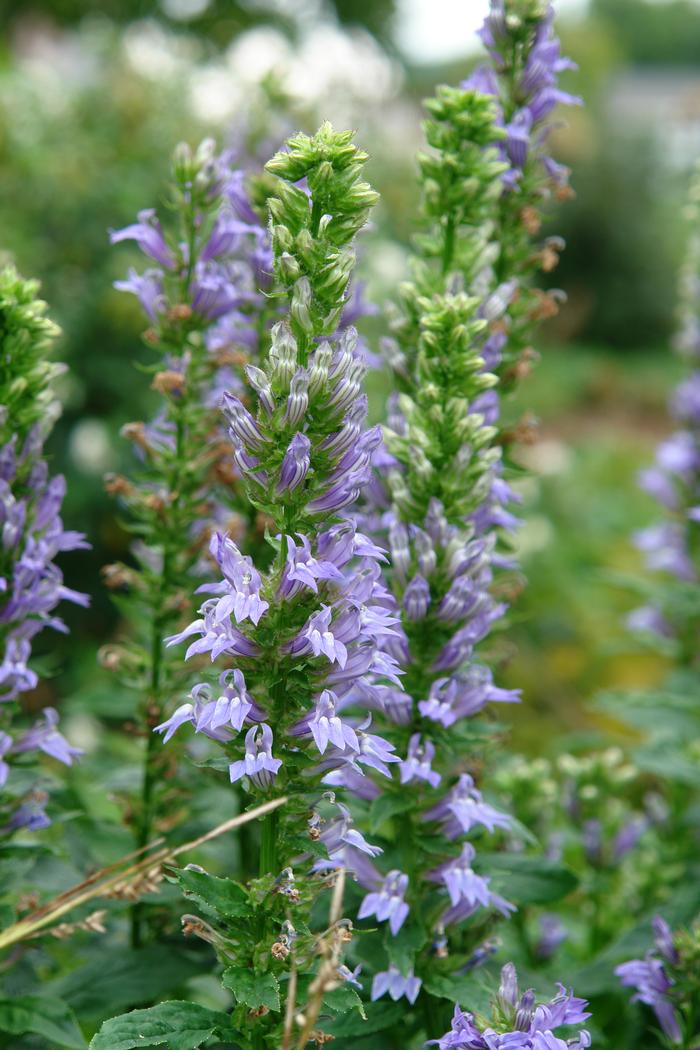 Blue Cardinal Flower (Lobelia siphilitica), blue flowers