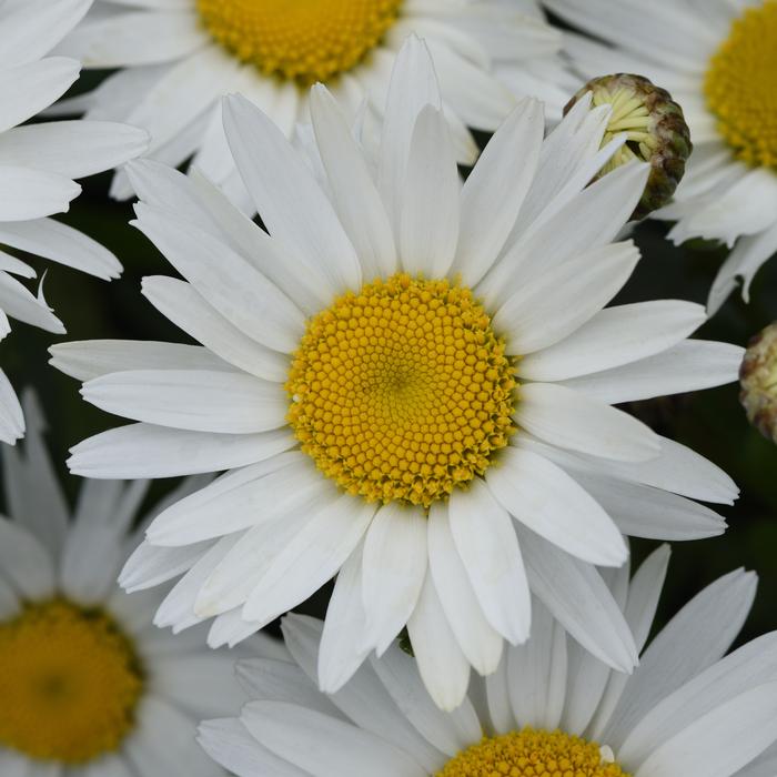 Leucanthemum x s. 'Madonna' (Dwarf Shasta Daisy)