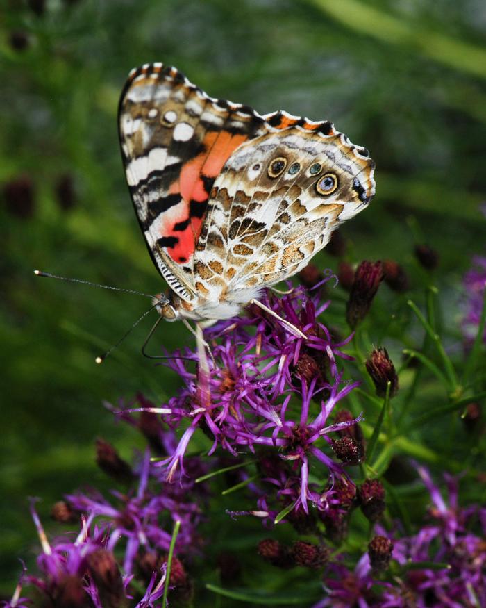 Threadleaf Ironweed (Vernonia lettermannii 'Iron Butterfly')