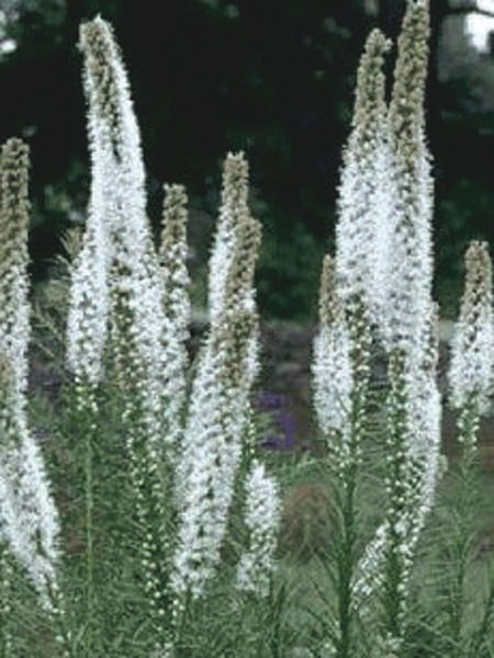 White Gay Feather (Liatris spicata 'Floristan White')