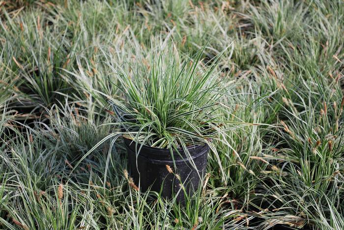 Carex oshimensis EverColor® Everest (Sedge)