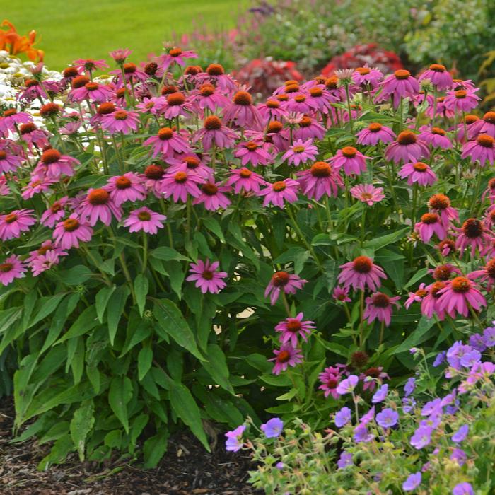 Echinacea x purpurea 'PowWow Wild Berry' (Coneflower), purple flowers