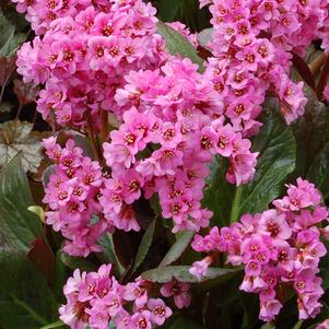 Bergenia x 'Spring Fling' (Heartleaf Bergenia), pink flowers