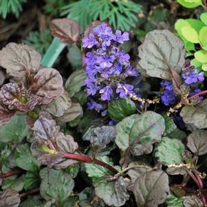 Ajuga reptans 'Bronze Beauty' (Bugle Weed) perennial