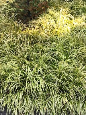 Golden Variegated Sweet Flag (Acorus gramineus 'Ogon')